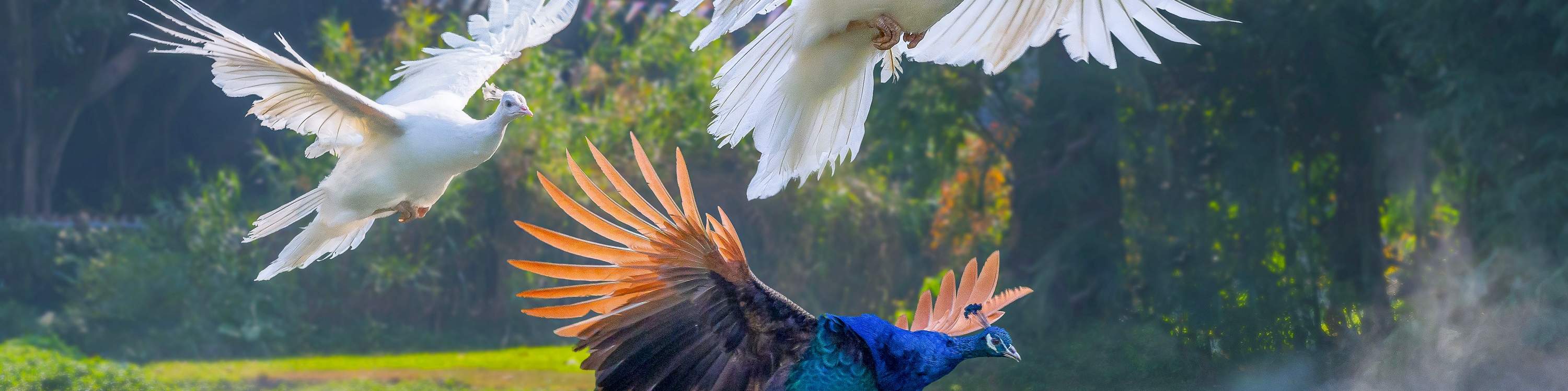 광저우 창룽 버드 파라다이스