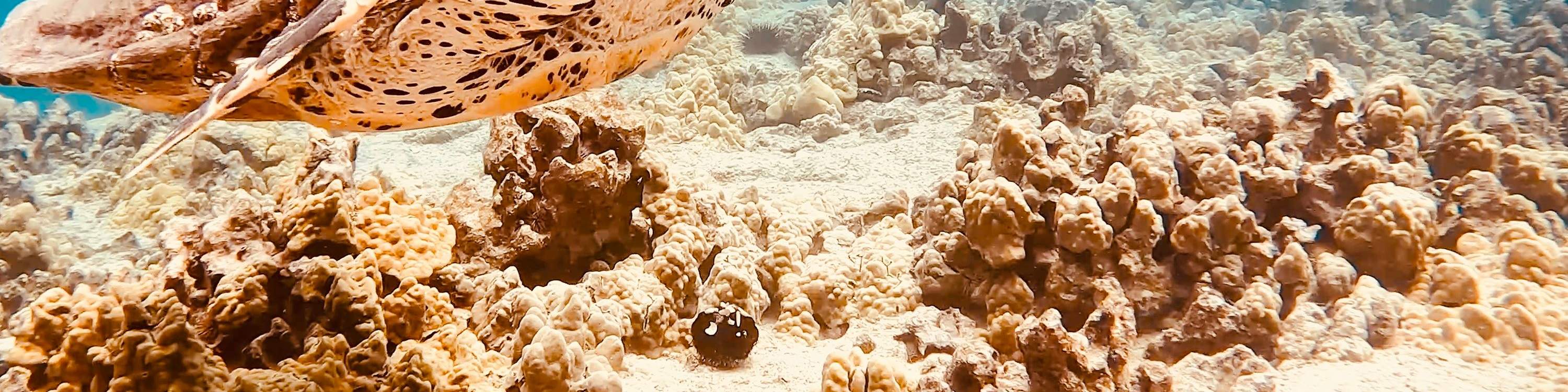 Sea turtle swimming gracefully near snorkelers in Hawaii’s beautiful underwater world