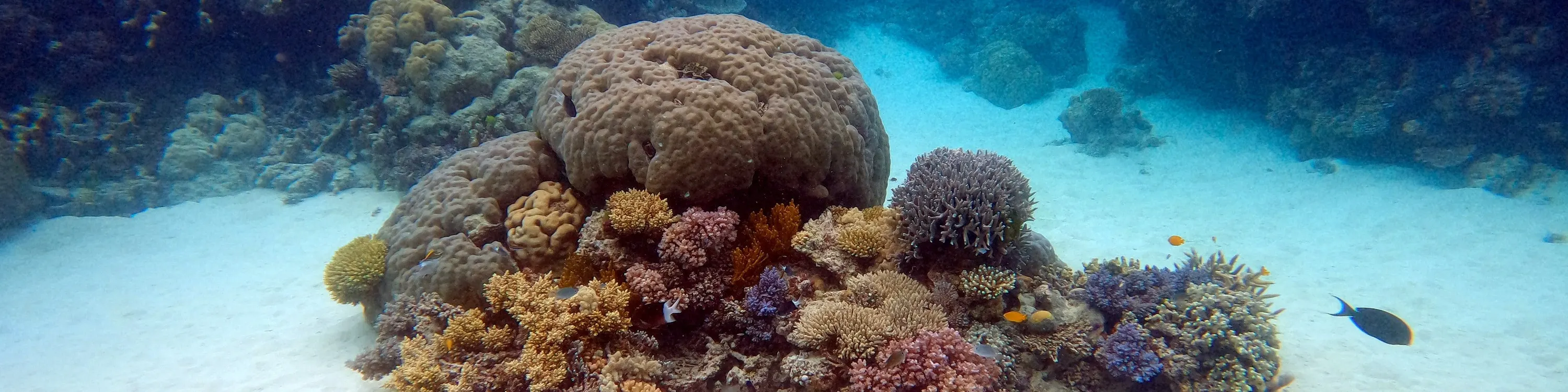 Manta Marina 芭达雅水肺潜水