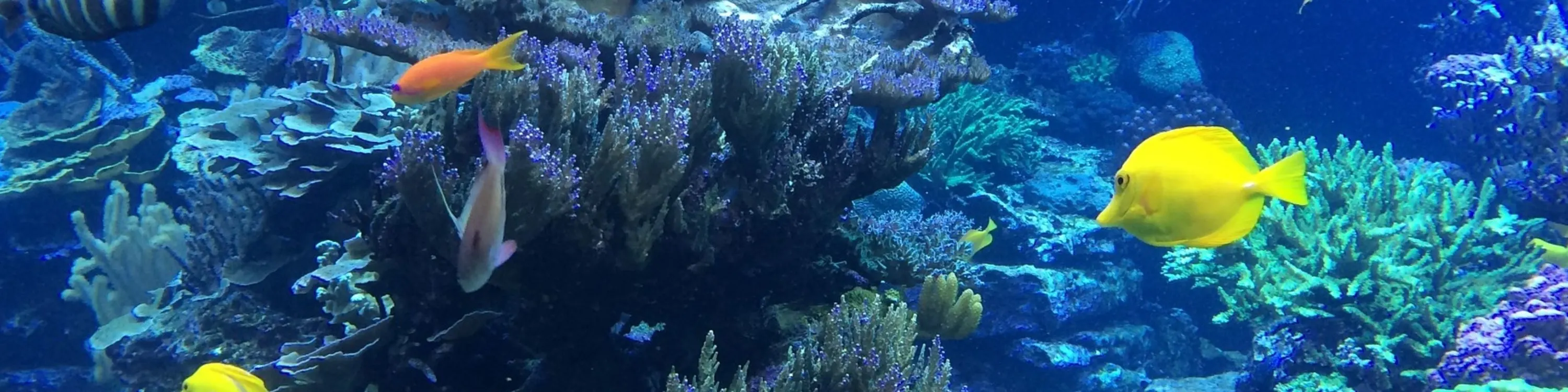 潜入基韦斯特清澈的海水，探索充满活力的珊瑚礁生态系统