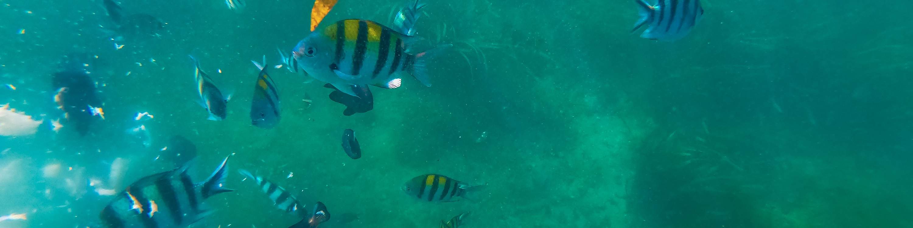 龜島 & 玻璃底船 & 紅樹林巡航之旅（JTB Indonesia提供）