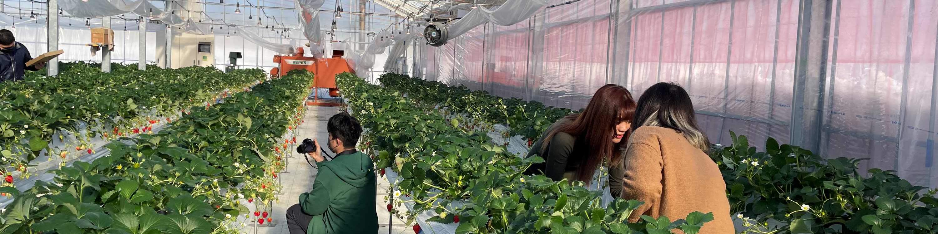 ประสบการณ์เก็บและเปรียบเทียบรสชาติสตรอว์เบอร์รีในฤดูหนาว (บริเวณใกล้เคียงซัปโปโร)