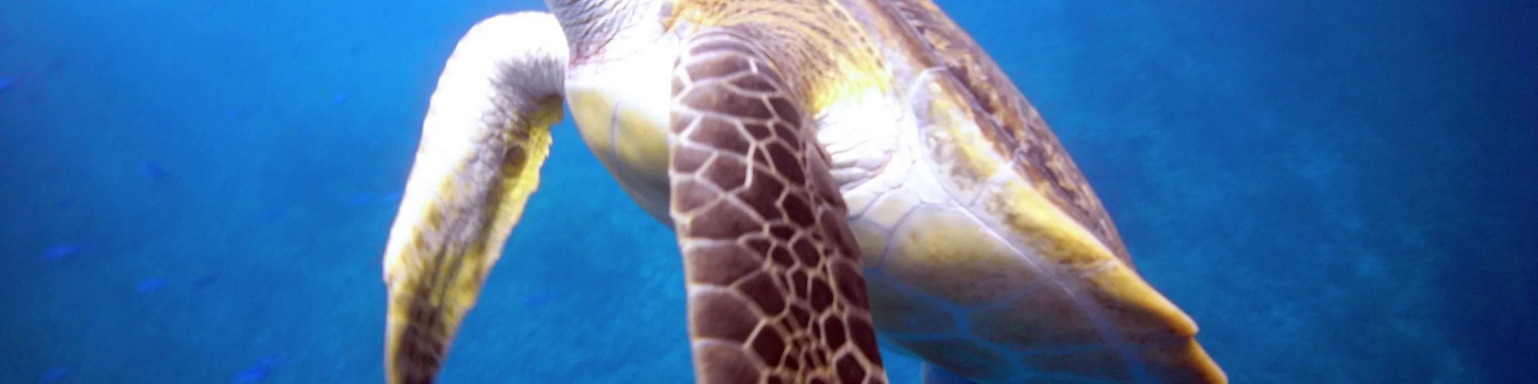 PADI 潜水