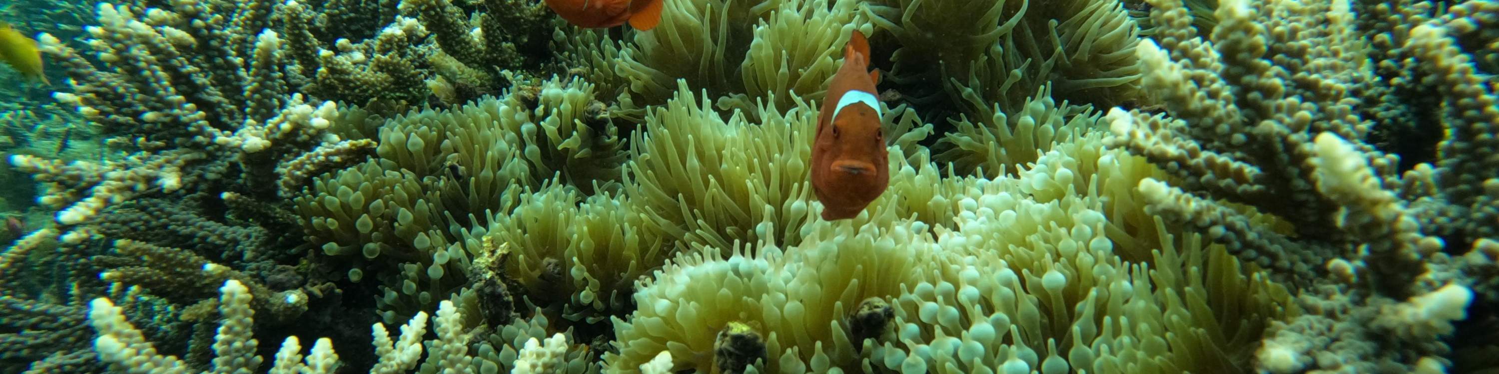 vida marina y coral