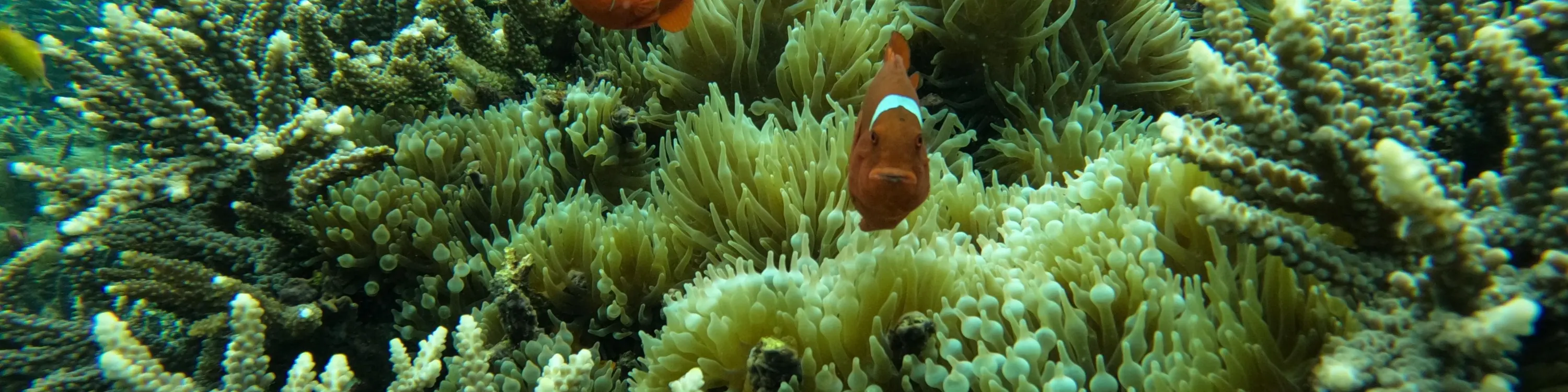 海洋生物和珊瑚