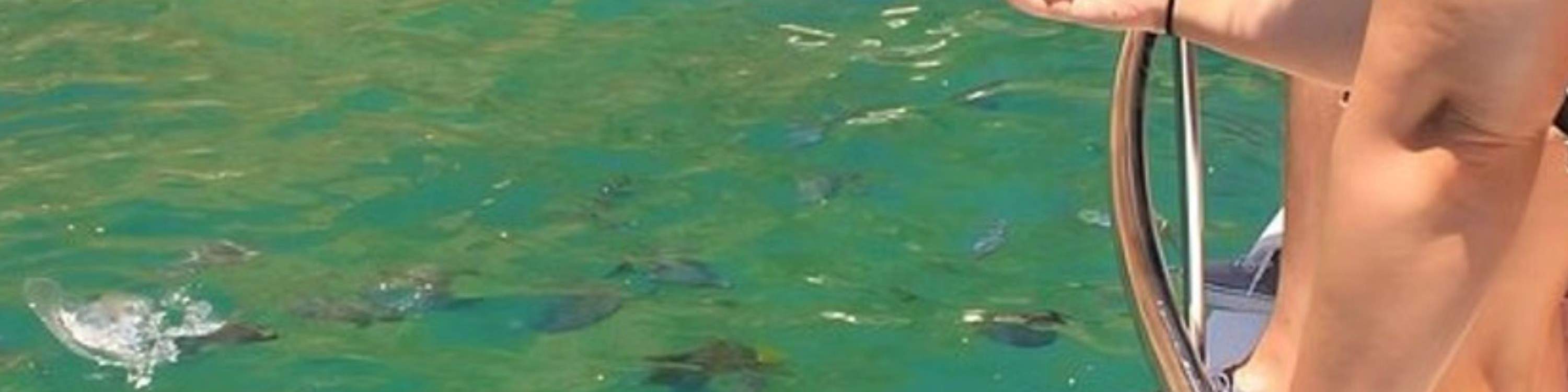 Abadikan detik-detik ajaib di bawah air, sekawan ikan yang berwarna-warni berenang tepat di hadapan mata anda