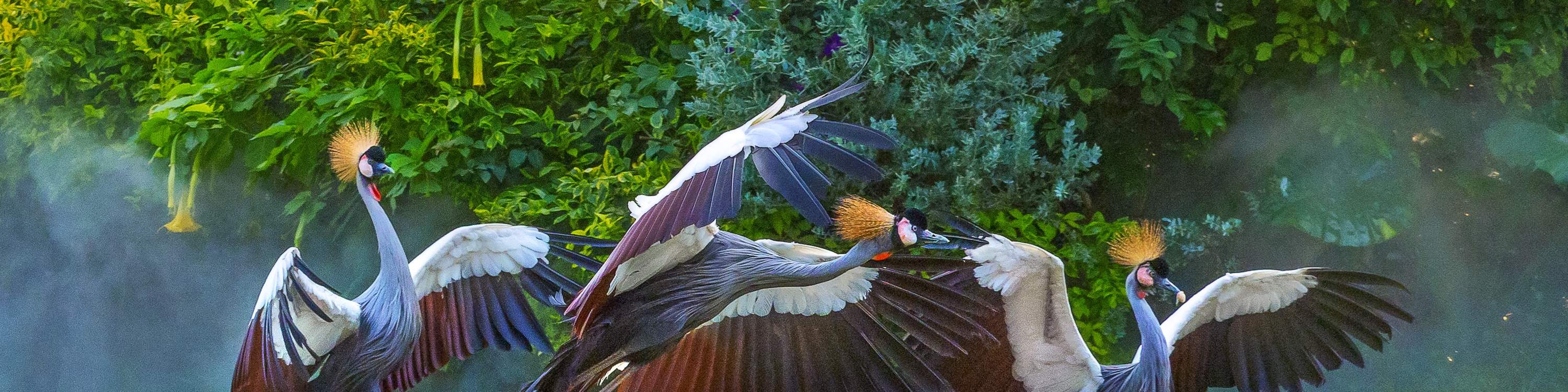 Chimelong Bird Paradise de Guangzhou
