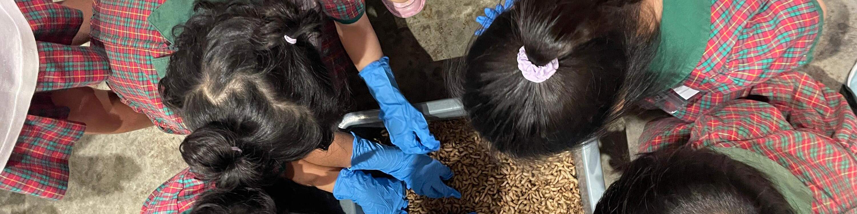 Tour Tham Quan Trang Trại Ruồi Lính Đen Lớn Nhất Singapore