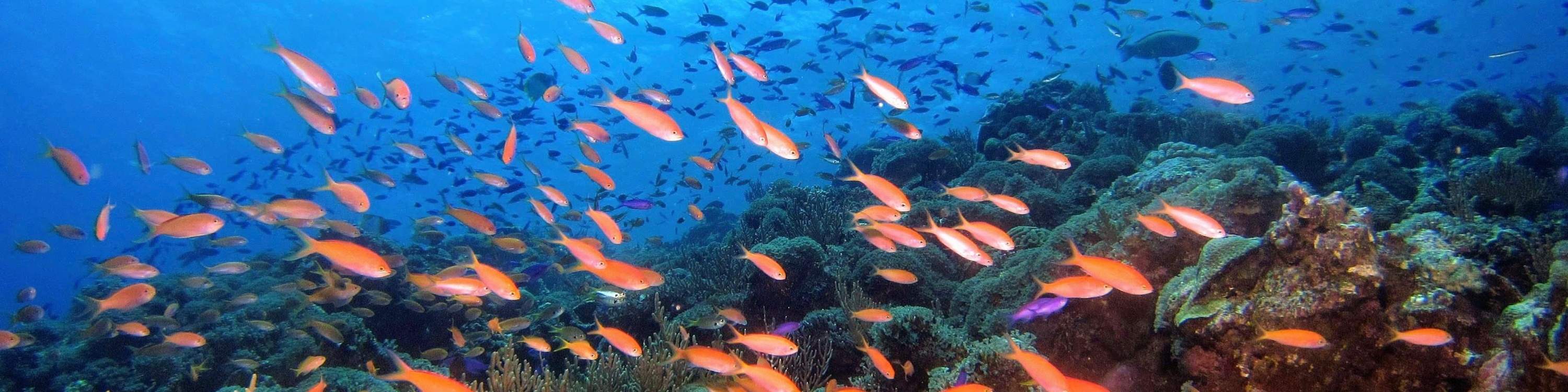 Immersioni subacquee a Pattaya con Manta Marina