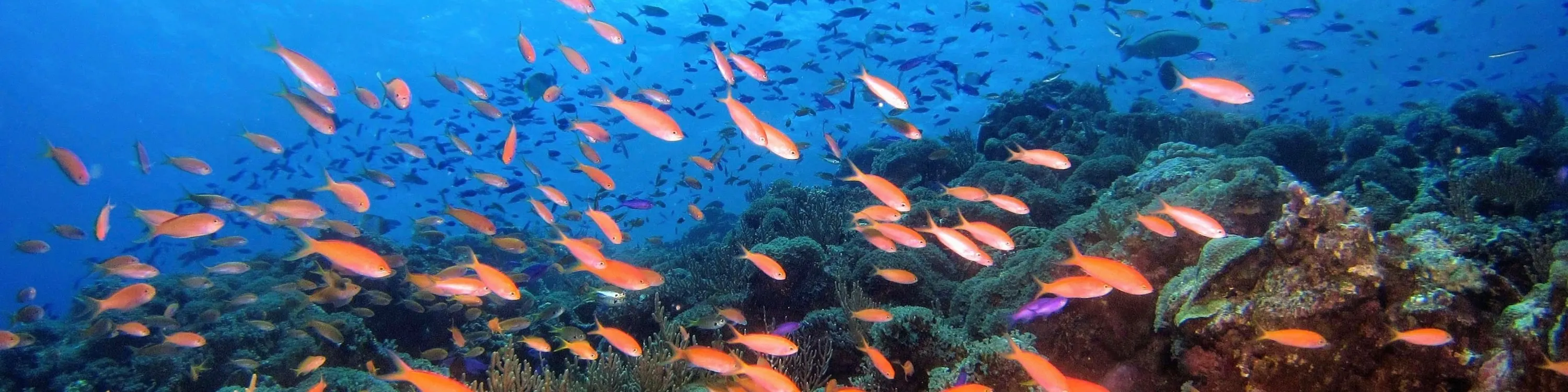 Manta Marina 芭达雅水肺潜水