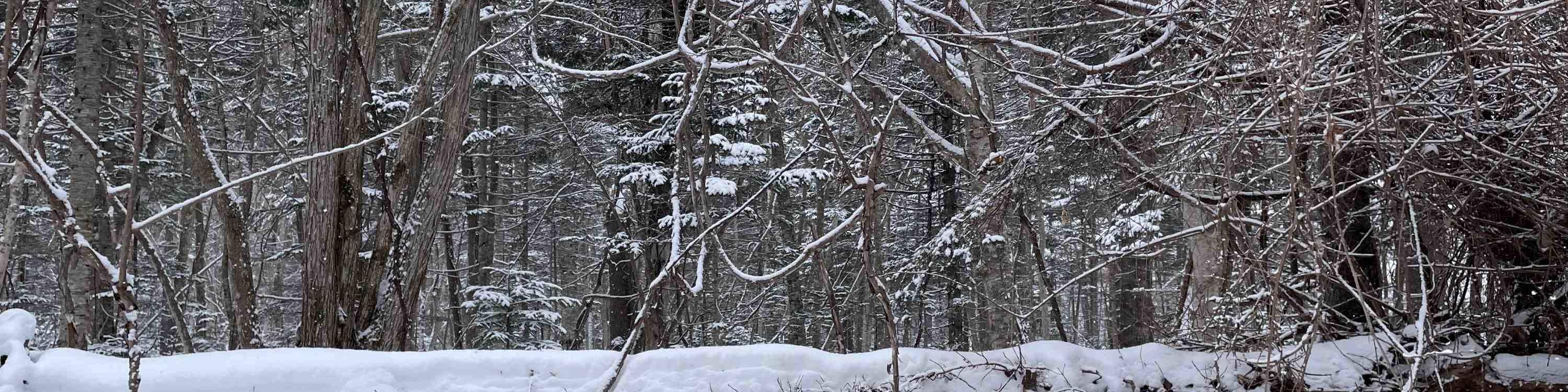 Otaru Forest Snowshoe (with transportation)
