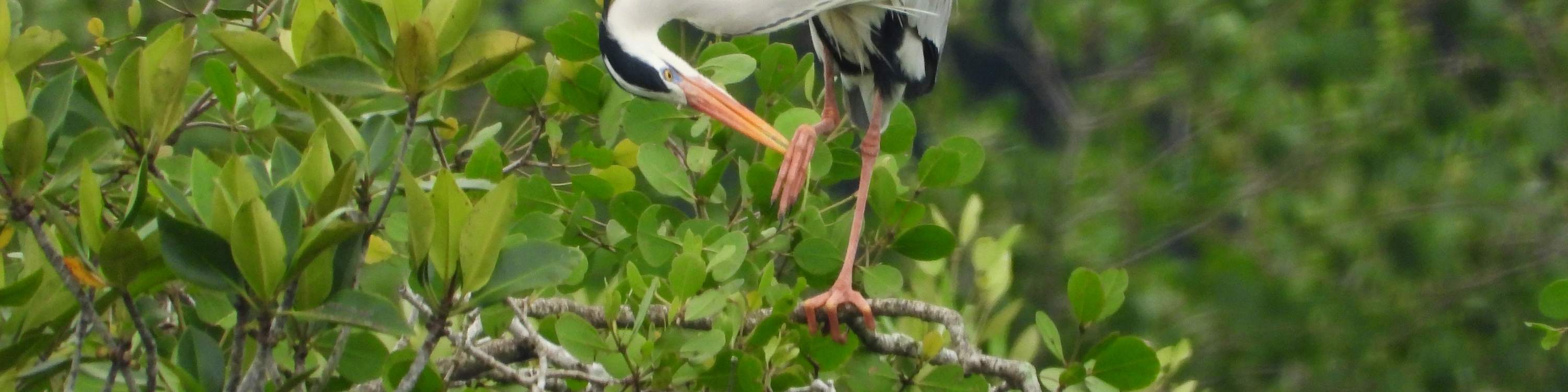 Aventura en kayak por el río con traslado dentro de Desaru - Johor