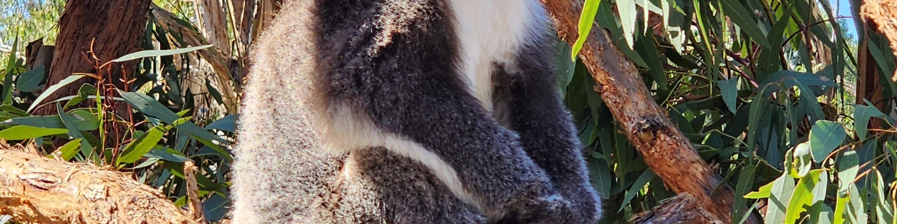 Cleland Wildlife Park & Historic Hahndorf Adelaide Hills Experience - Klook