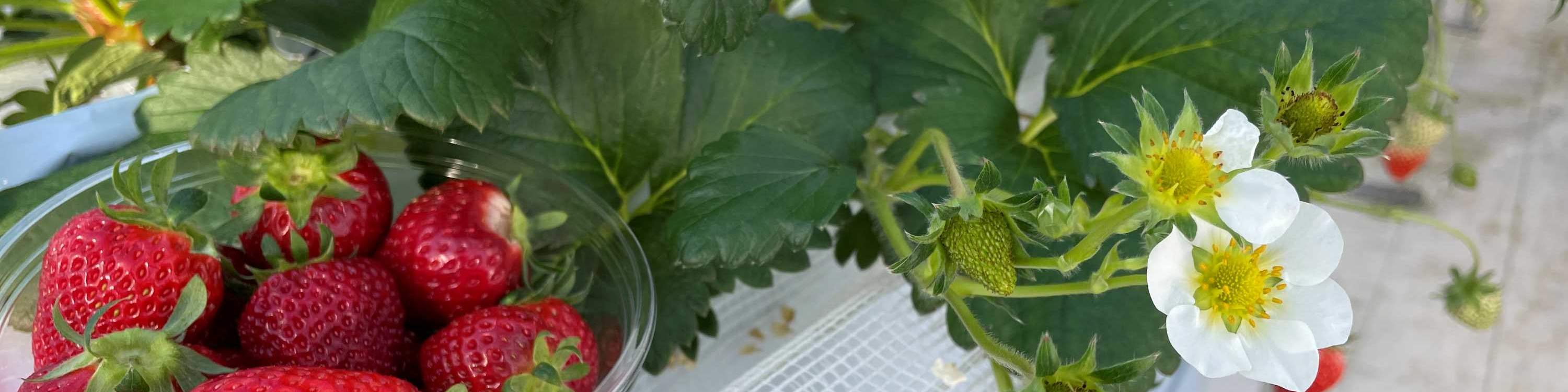 ประสบการณ์เก็บและเปรียบเทียบรสชาติสตรอว์เบอร์รีในฤดูหนาว (บริเวณใกล้เคียงซัปโปโร)