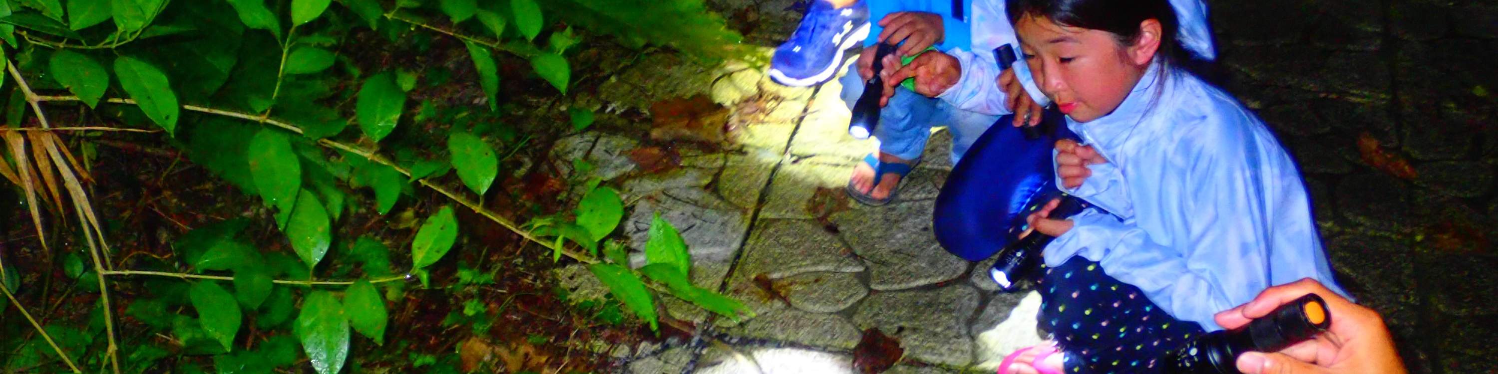 【มิยาโกะจิมะ/กลางคืน】ทัวร์ชมดาวและป่ากลางคืน