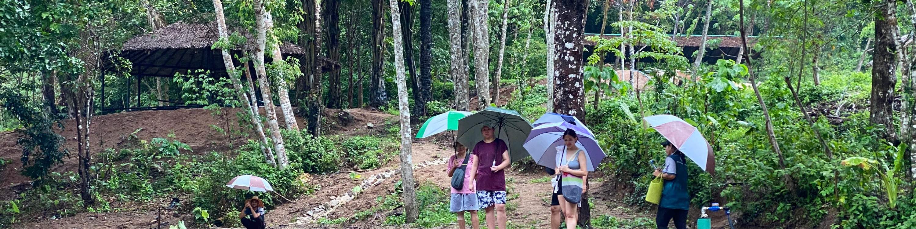 elefanti che si godono un trattamento di fango