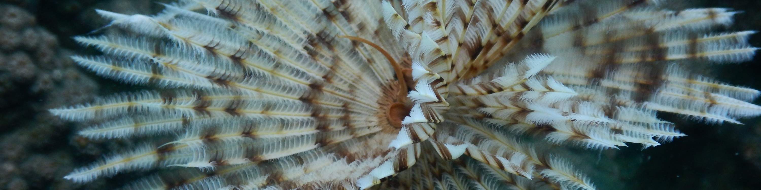 富国岛南部的海洋生物