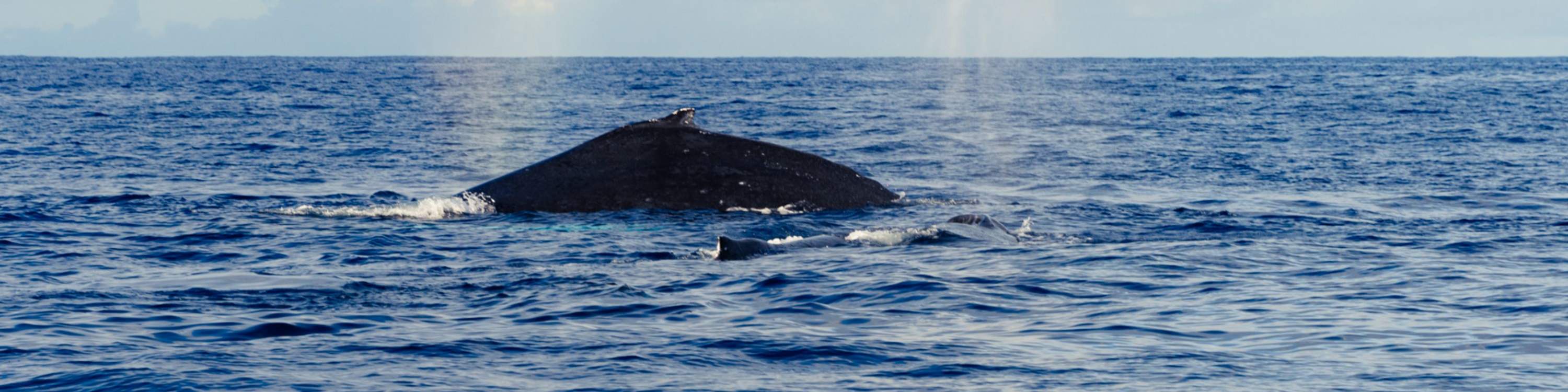 Salpicaduras de agua y marcas de ondas insinúan la presencia de una ballena cerca