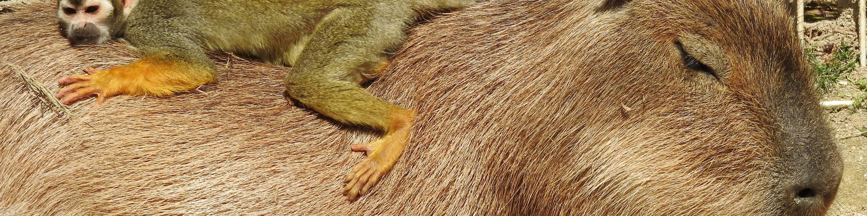 Tiket Hybrid Leisure Land Tobu Zoo Tokyo 