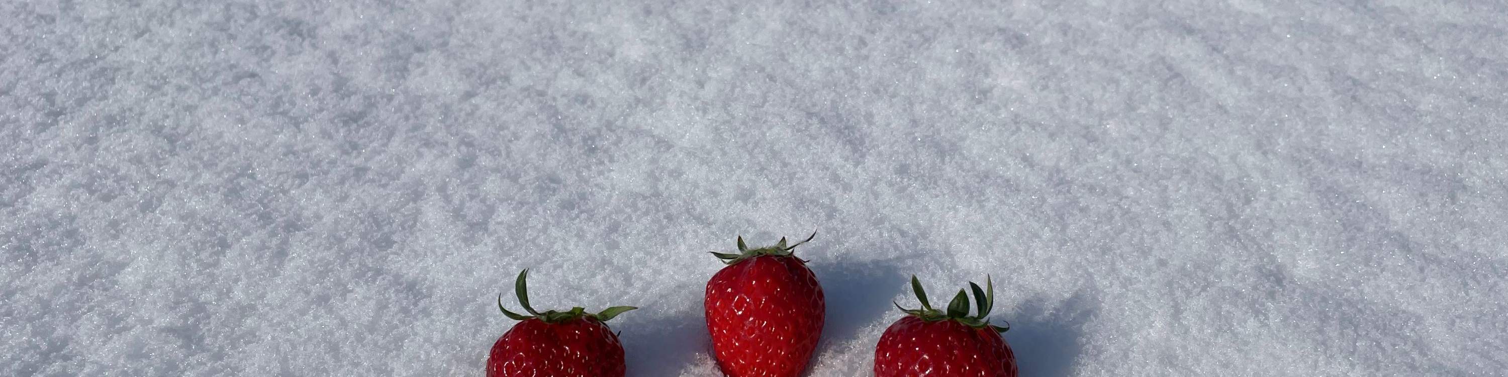 Pesca del wakasagi, raccolta di fragole in pieno inverno, visita alla ...