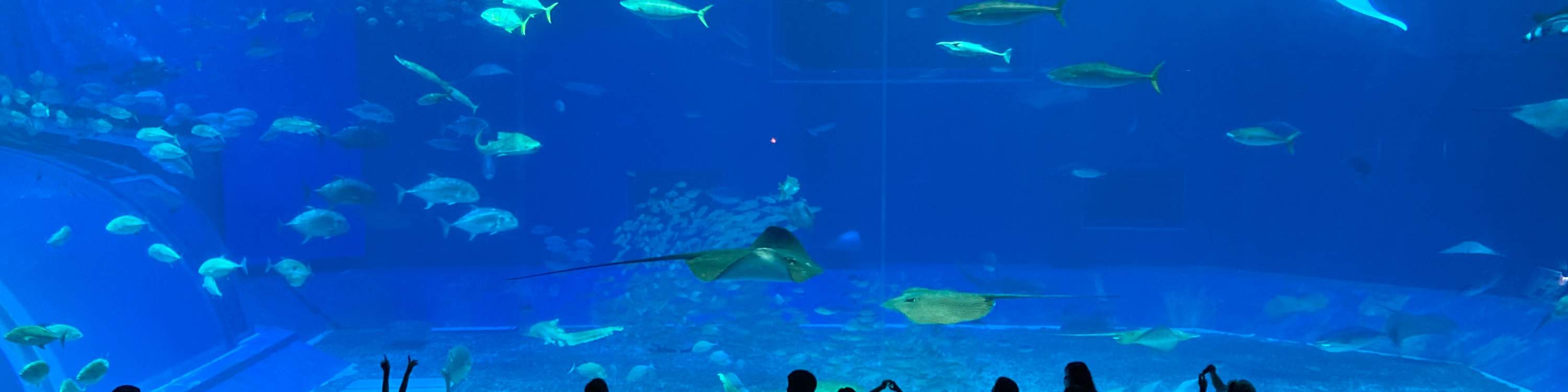 Acquario a Okinawa