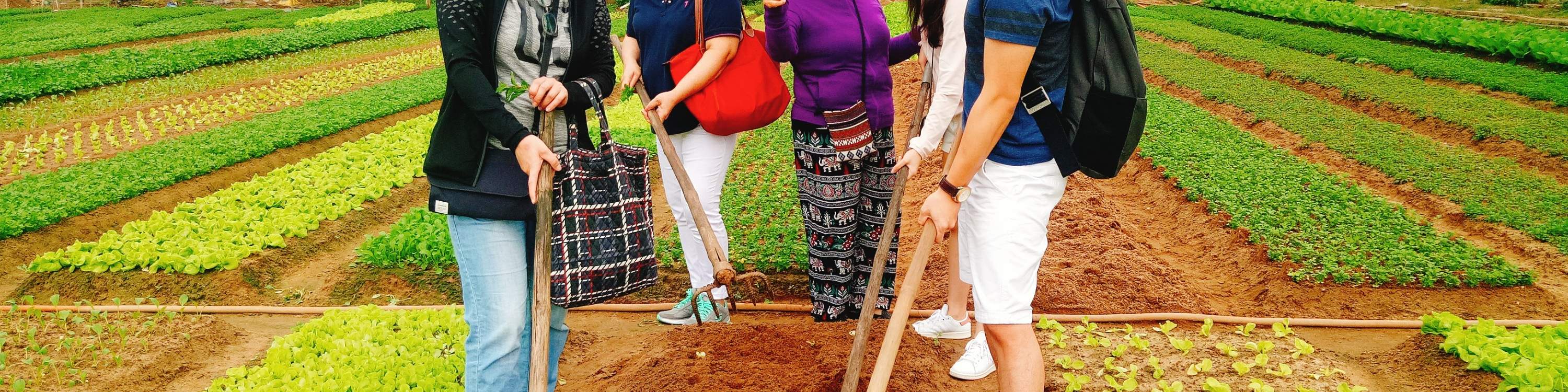 ladang untuk menanam sayur-sayuran