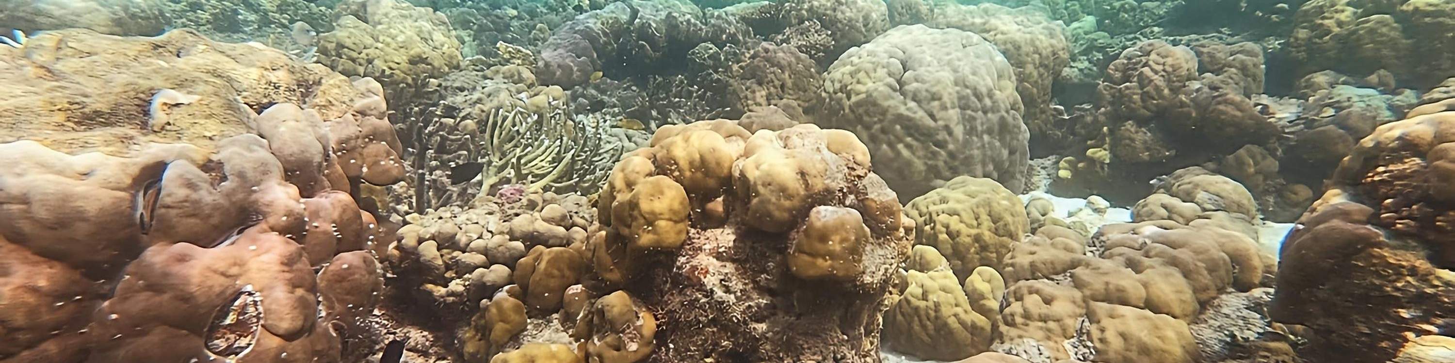 3天2夜跳島探險之旅：愛妮島至科隆或反之