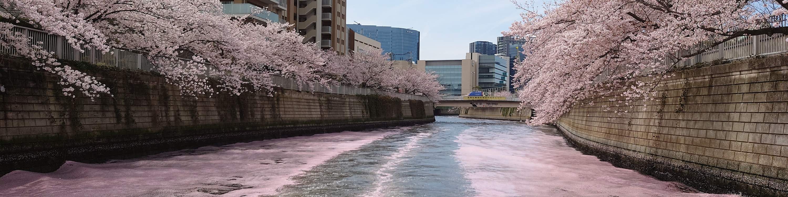 Tokyo Meguro River Cherry Blossom Viewing Cruise