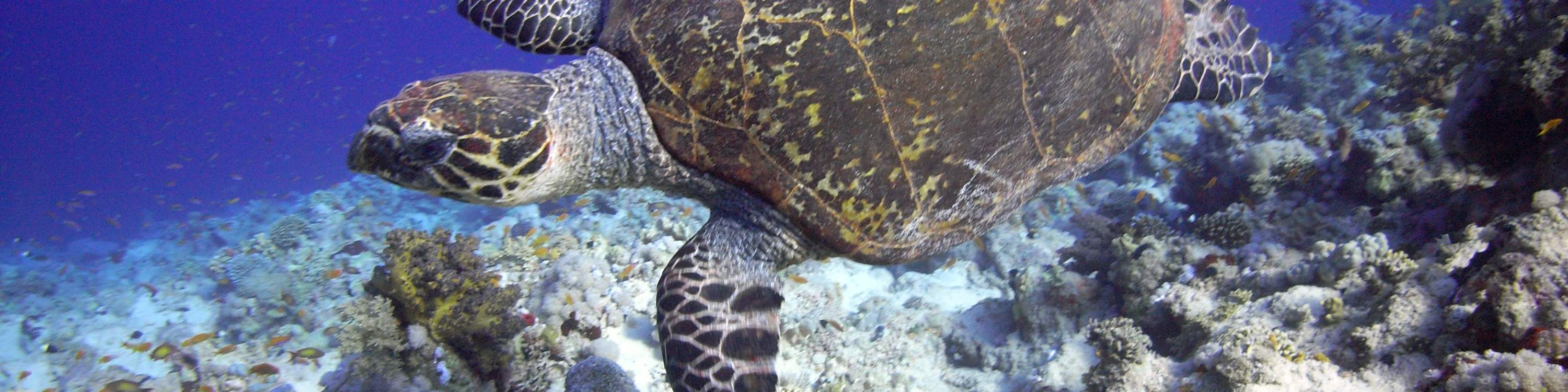 Rasakan keajaiban scuba diving secara langsung – Kursus DSD di Cebu adalah pintu gerbang menuju penjelajahan bawah laut seumur hidup.