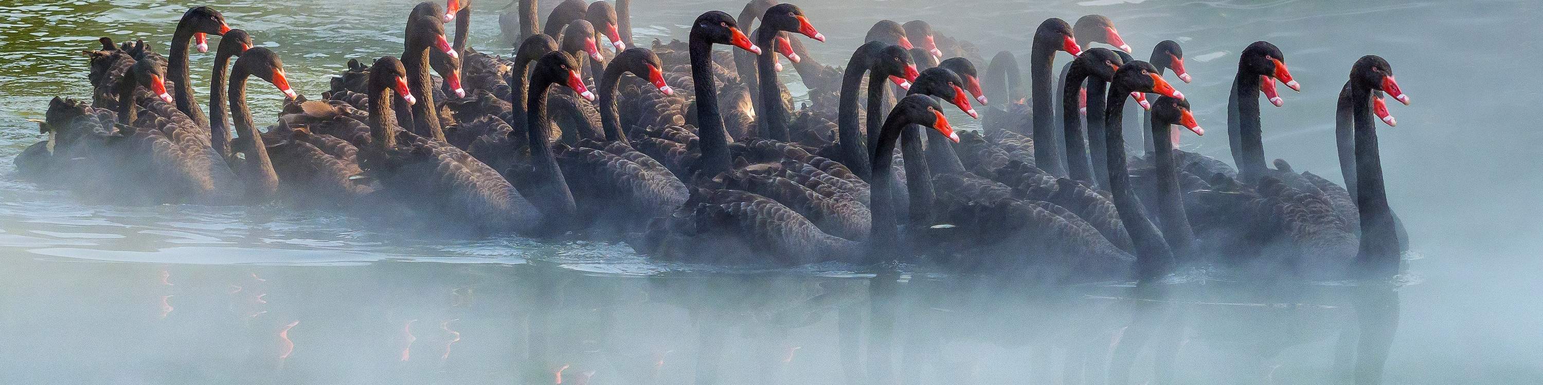 Chimelong Bird Paradise de Guangzhou