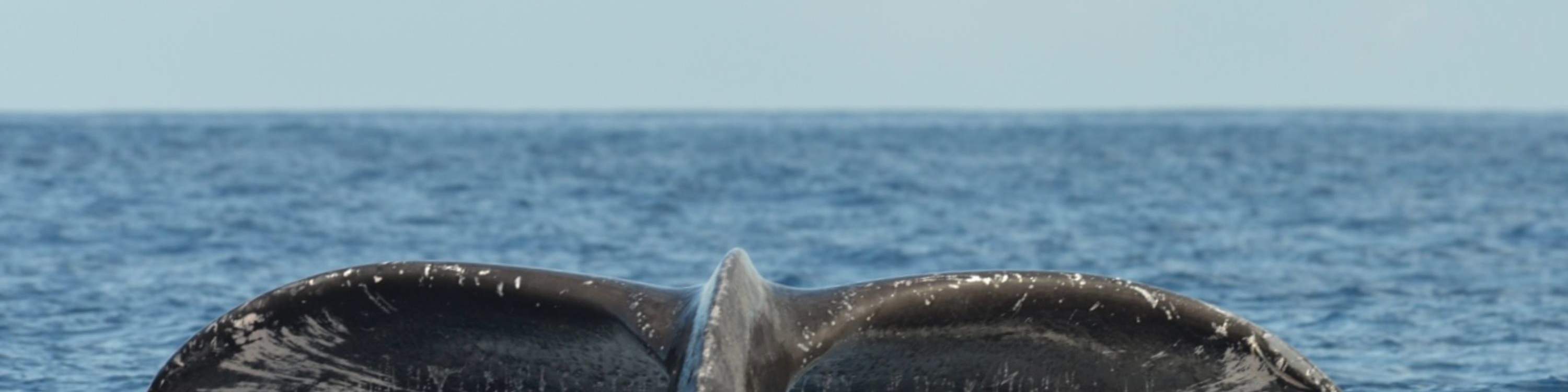 La cola de una ballena jorobada se eleva sobre el agua, creando una vista impresionante