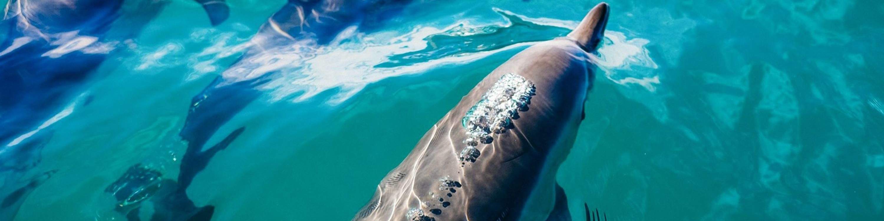 Observez des dauphins joueurs bondir et nager dans les eaux cristallines de Key West