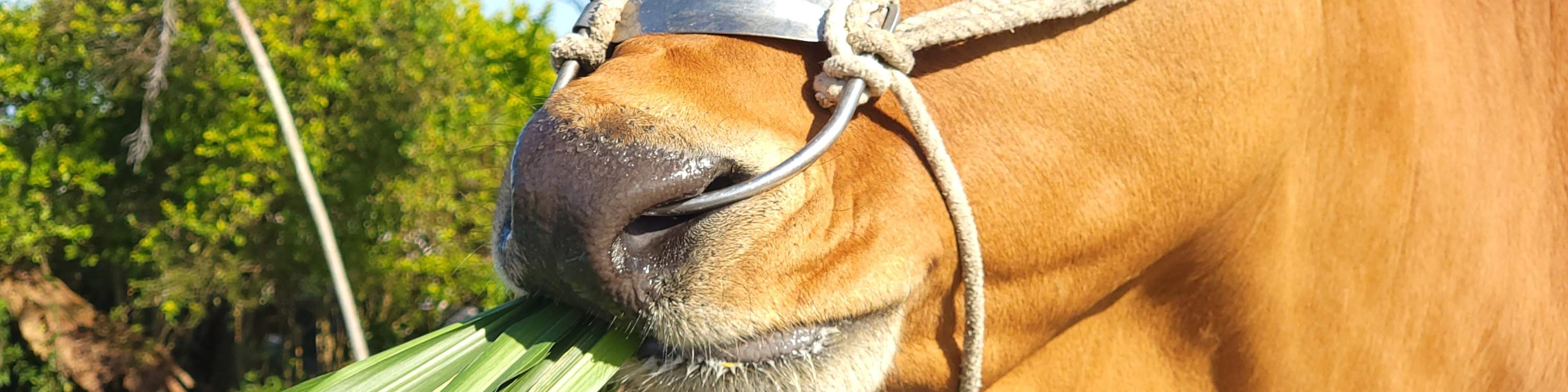 Niu Tou Si Family Farm