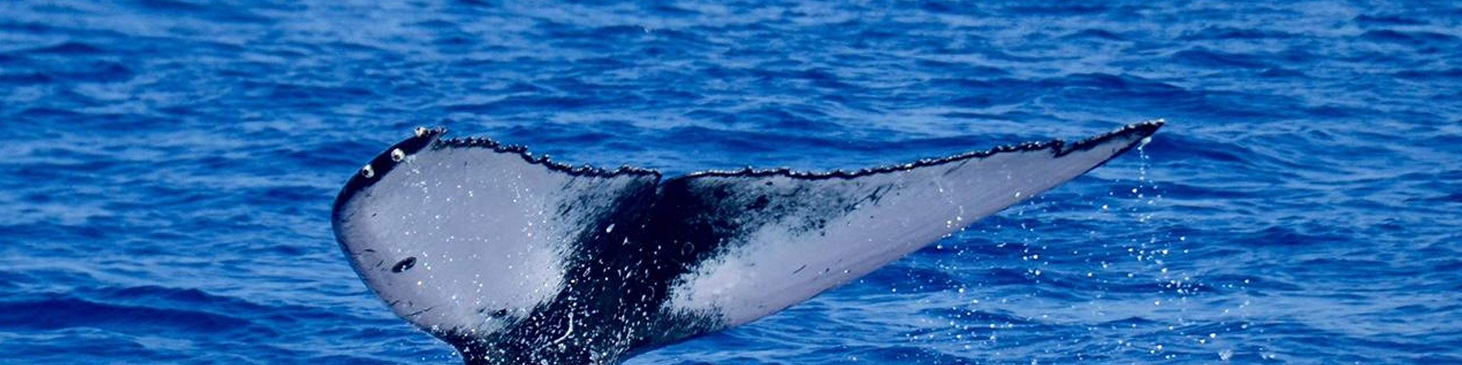 Maestosa coda di balena che spruzza mentre una megattera si immerge durante la stagione delle balene al largo di Kona
