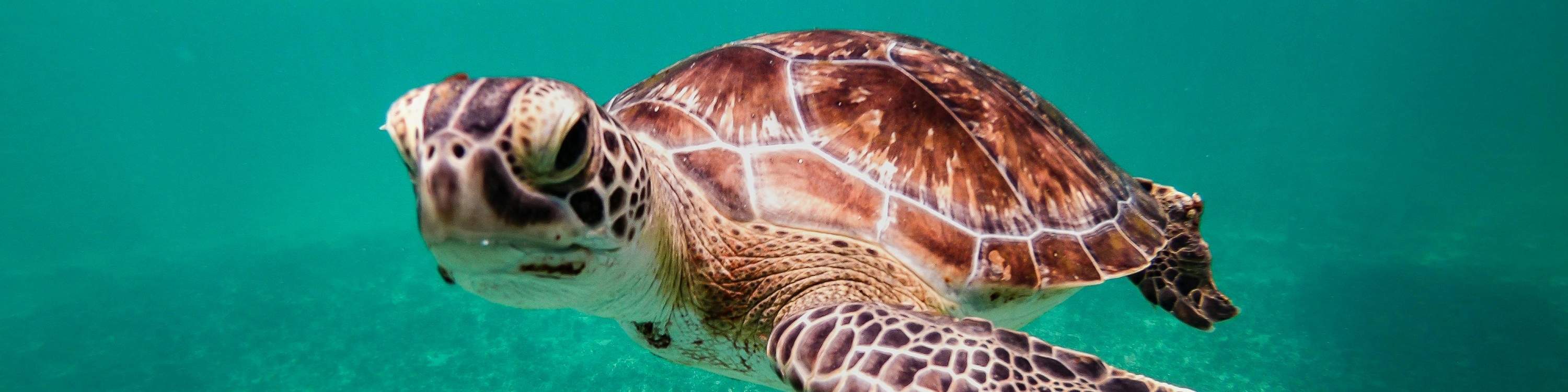 米瑞莎海龟浮潜