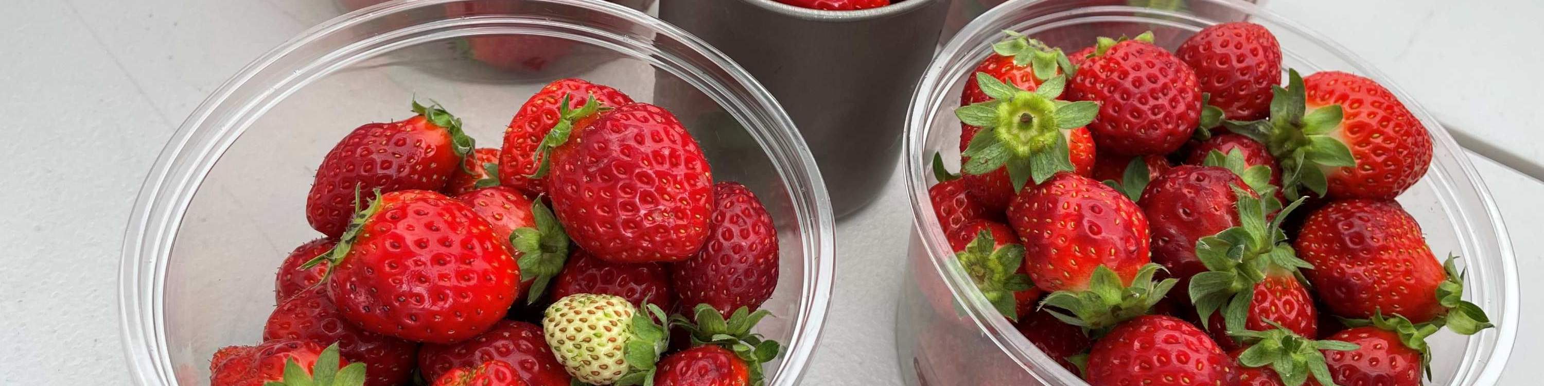 ประสบการณ์เก็บและเปรียบเทียบรสชาติสตรอว์เบอร์รีในฤดูหนาว (บริเวณใกล้เคียงซัปโปโร)