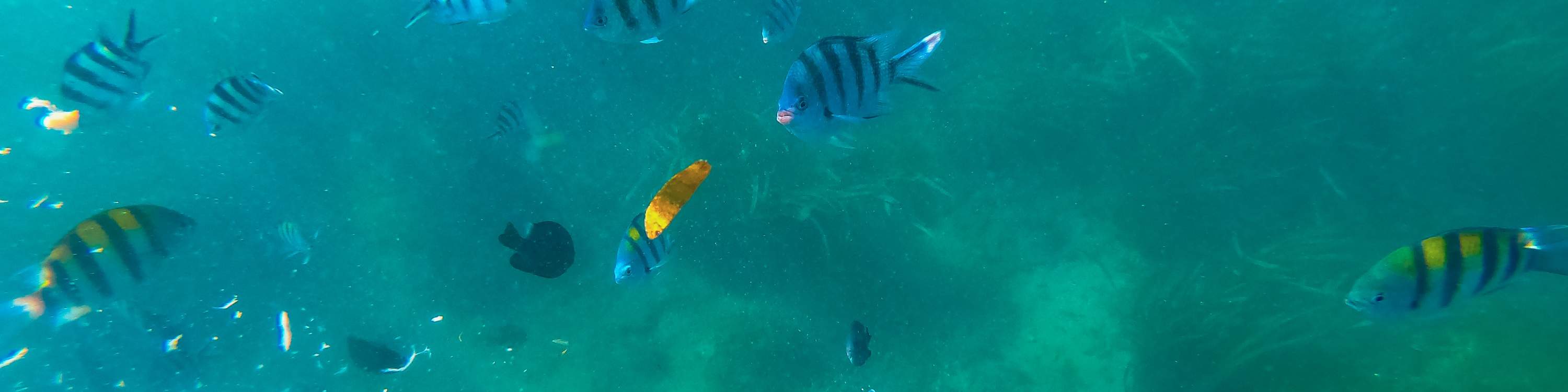 морская жизнь