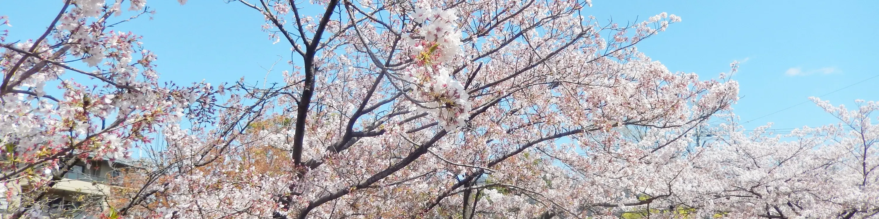 京都空中巴士随上随下观光红色双层巴士顶层甲板