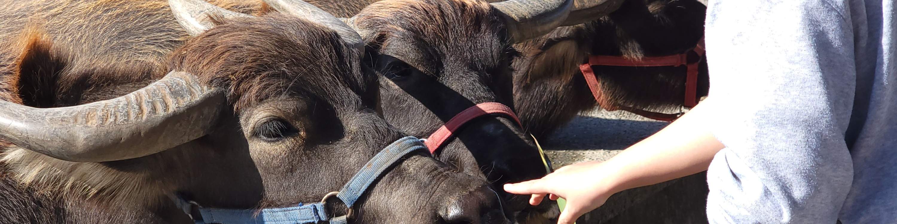 Niu Tou Si Family Farm