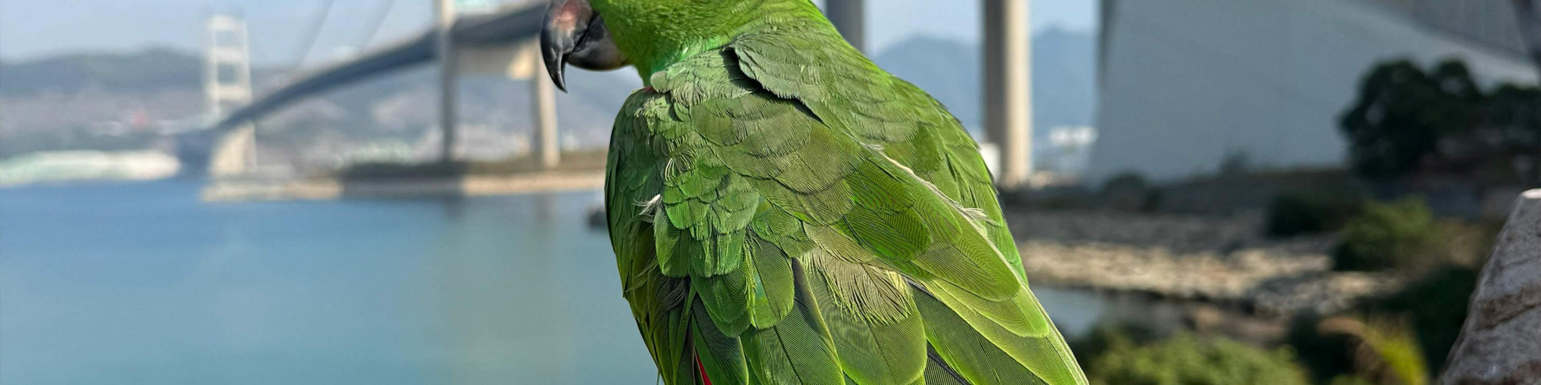 Little Animals Meet & Greet|With the tour guide, you can enjoy a meet & greet session with the little live animals such as reptiles, mammals and birds which are being meticulously cared for in our park (Animal species subject to on-site arrangement)