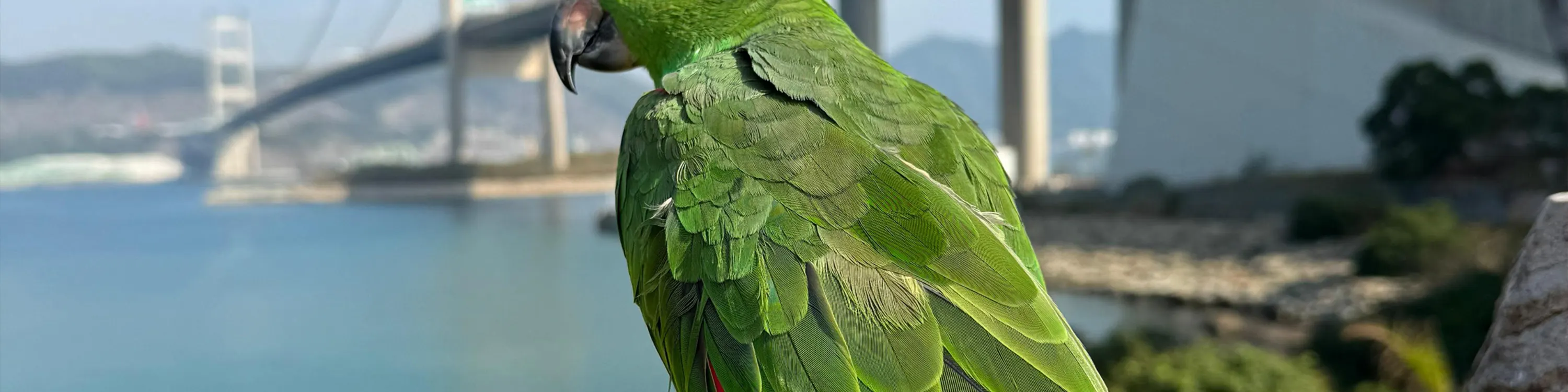 Little Animals Meet & Greet|With the tour guide, you can enjoy a meet & greet session with the little live animals such as reptiles, mammals and birds which are being meticulously cared for in our park (Animal species subject to on-site arrangement)