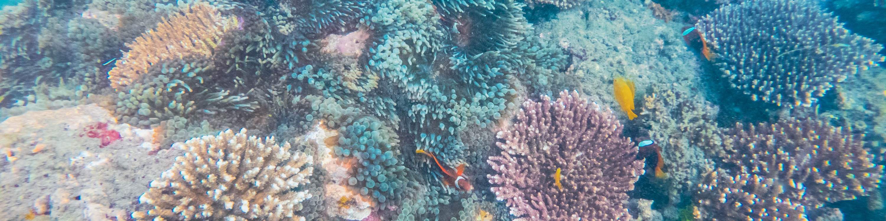 Остров Черепах, Лодка со Стеклянным Дном, Круиз по Мангровым зарослям от JTB Indonesia