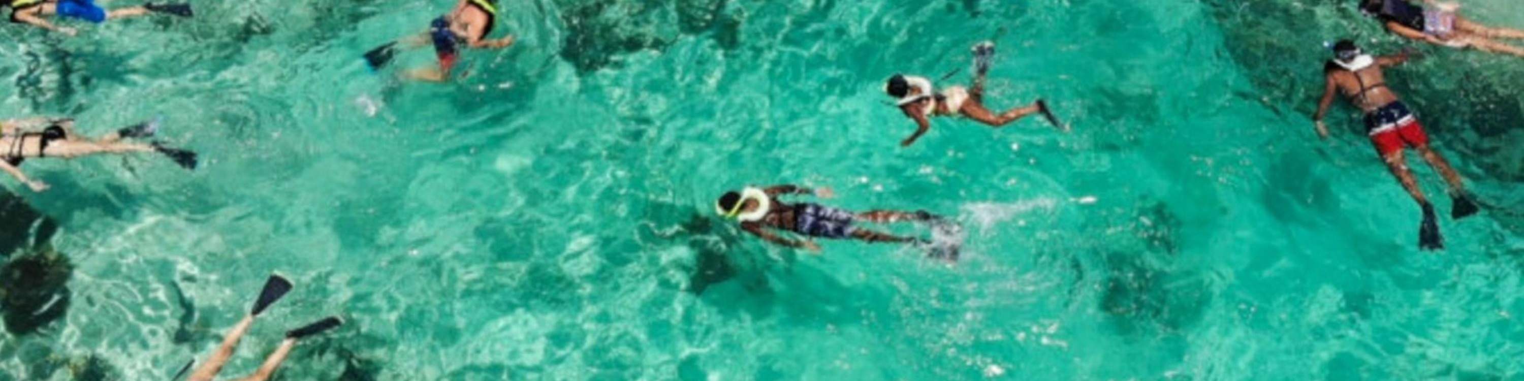 Observez de majestueuses tortues marines et de gracieuses raies aigles dans leur habitat naturel