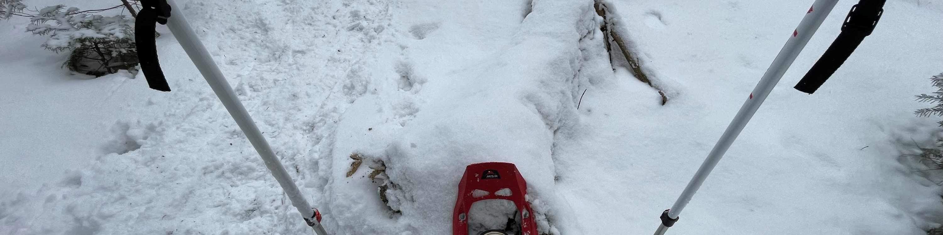 Schneeschuhwanderung im Wald von Otaru (mit Abholung)