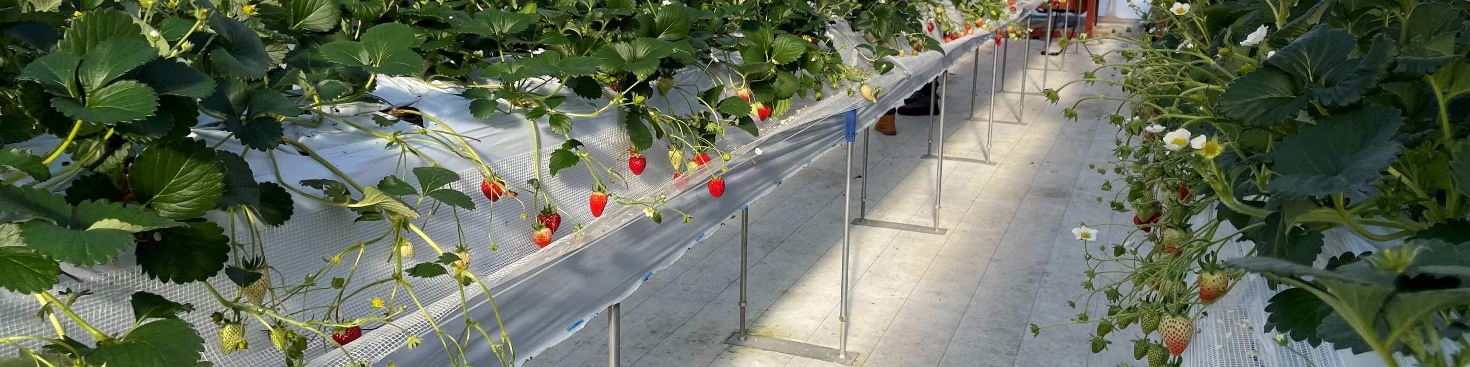 冬季草莓採摘・品嚐比較體驗（札幌近郊）