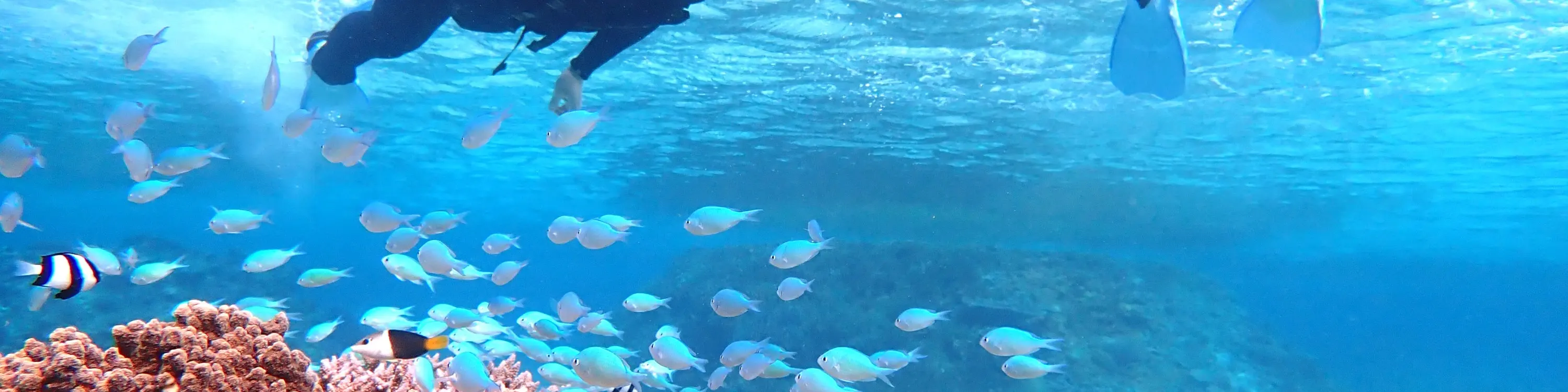 绝佳景观海滩 SUP/独木舟和热带浮潜体验