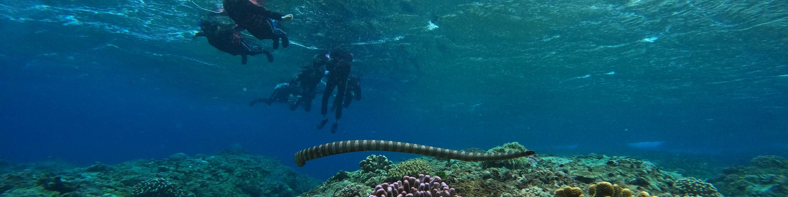 Ular Laut di Dalam Air