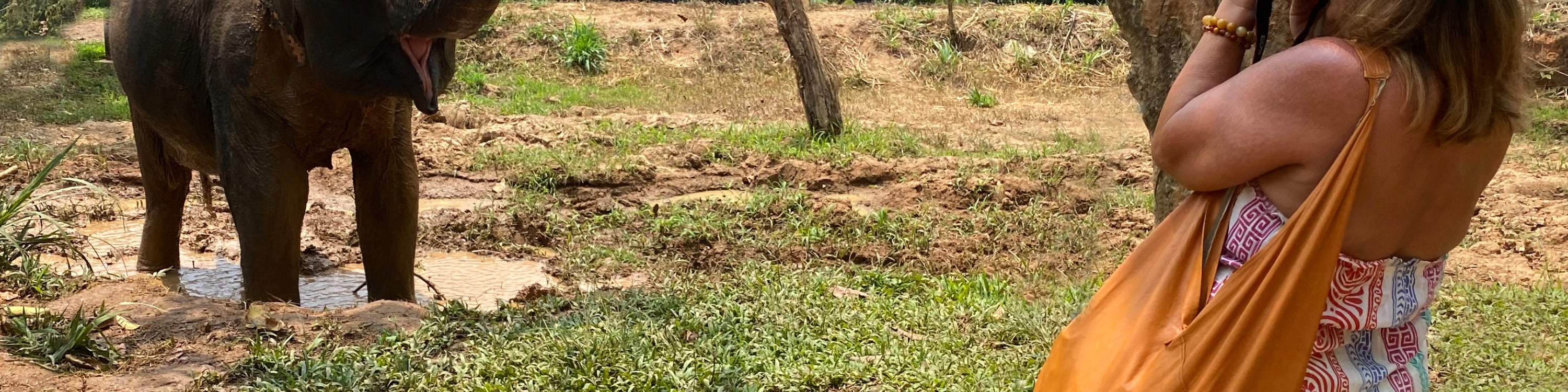 Mujer tomando fotos de elefantes