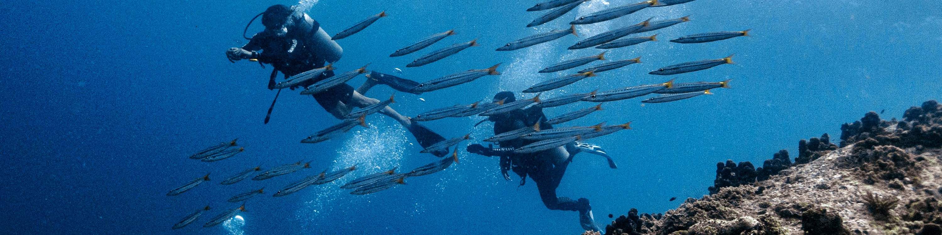 Pengalaman Kursus Air Terbuka di Koh Tao