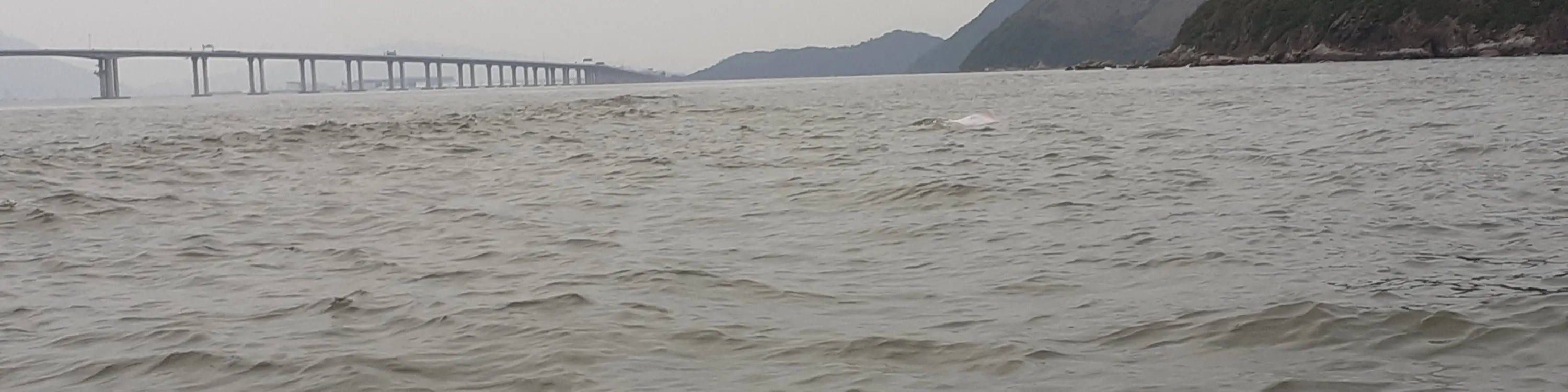 大澳观光小艇游船票